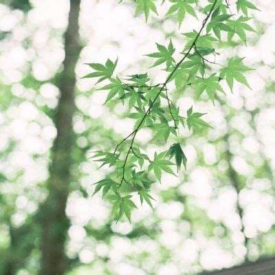 萌娘战姬果盘客户端下载