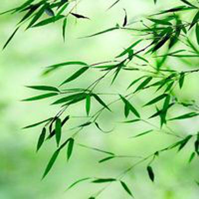 武林之乱手游(暂未上线)v1.1 安卓最新版